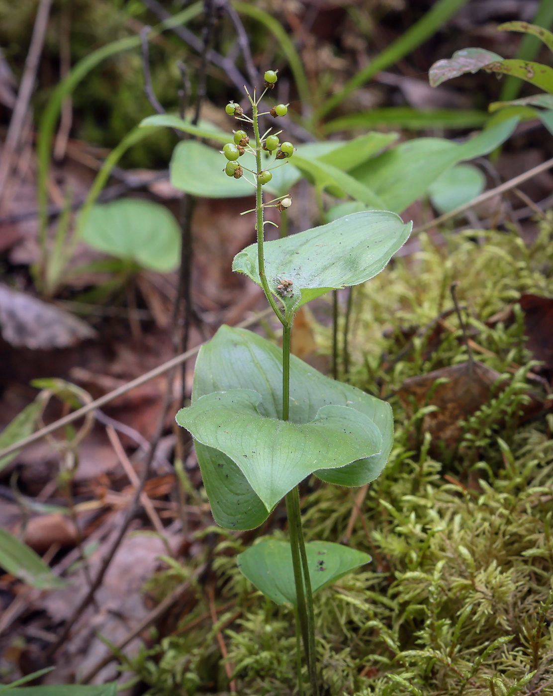 Image of Maianthemum bifolium specimen.