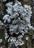 Physcia biziana