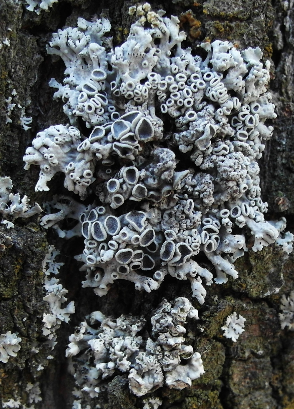 Image of Physcia biziana specimen.