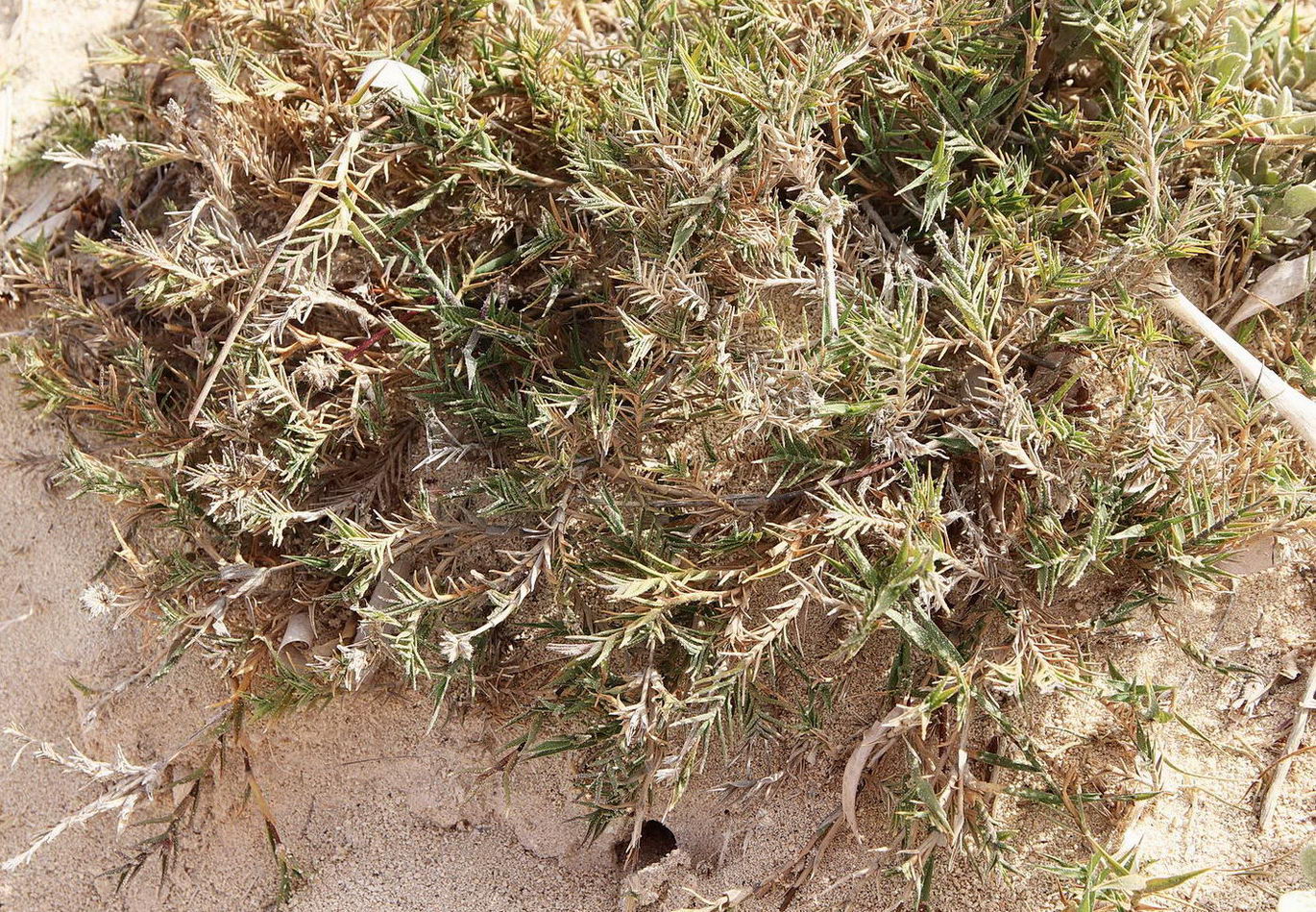 Image of Aeluropus repens specimen.