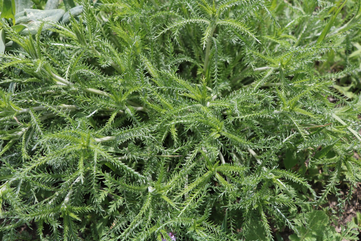 Изображение особи Achillea santolina.