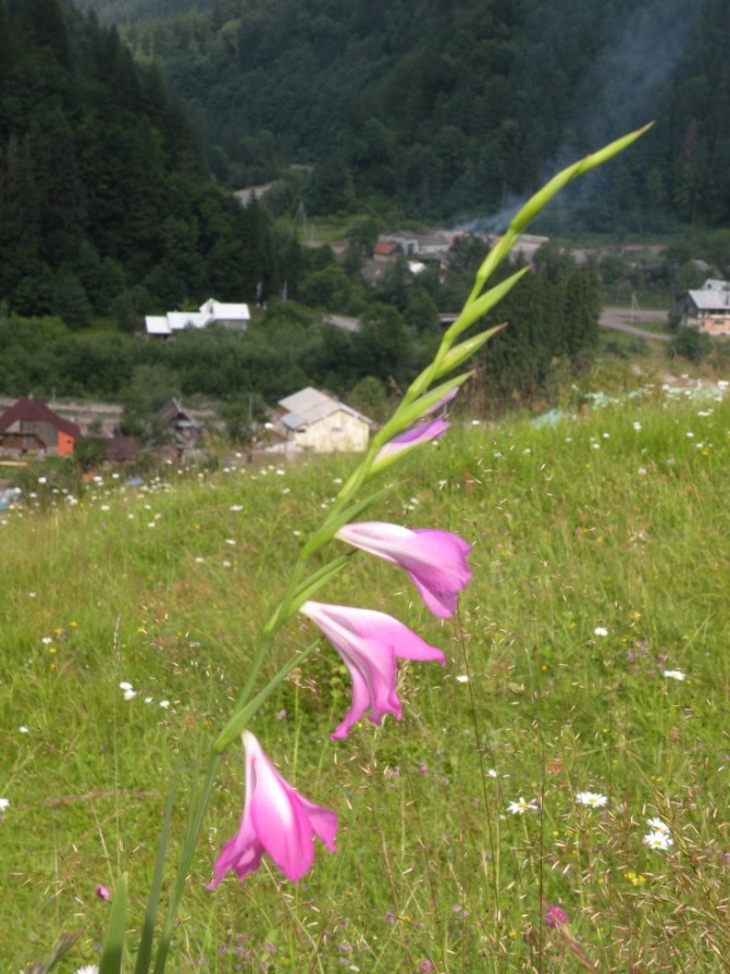 Изображение особи Gladiolus imbricatus.