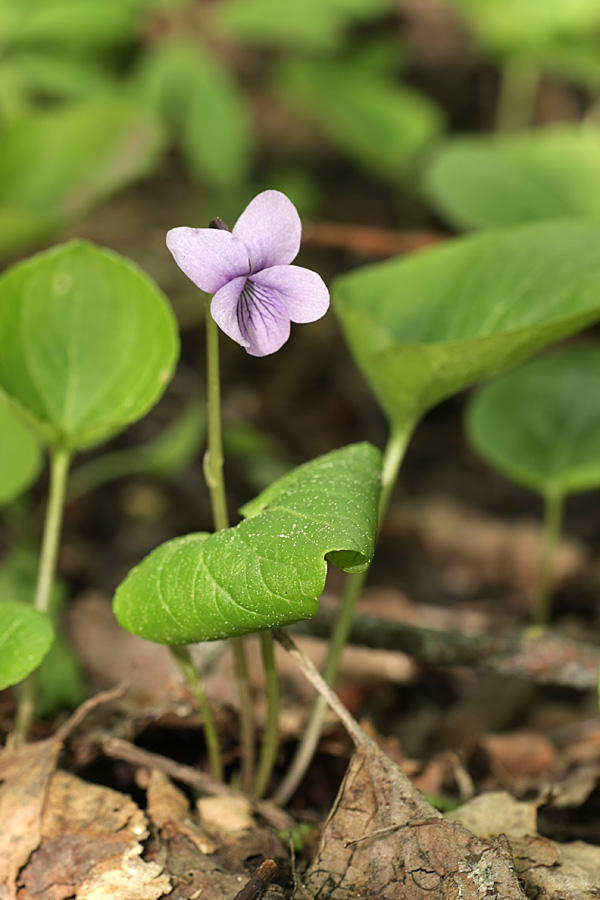 Image of Viola palustris specimen.