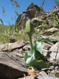 Tulipa alberti. Плодоносящее растение. Казахстан, Сырдарьинский Каратау, Центральный Каратау, подножья гор Келиншектау в р-не ручья Арпа-Озен, каменистый склон южной экспозиции. 7 мая 2019 г.