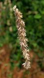 Melica altissima