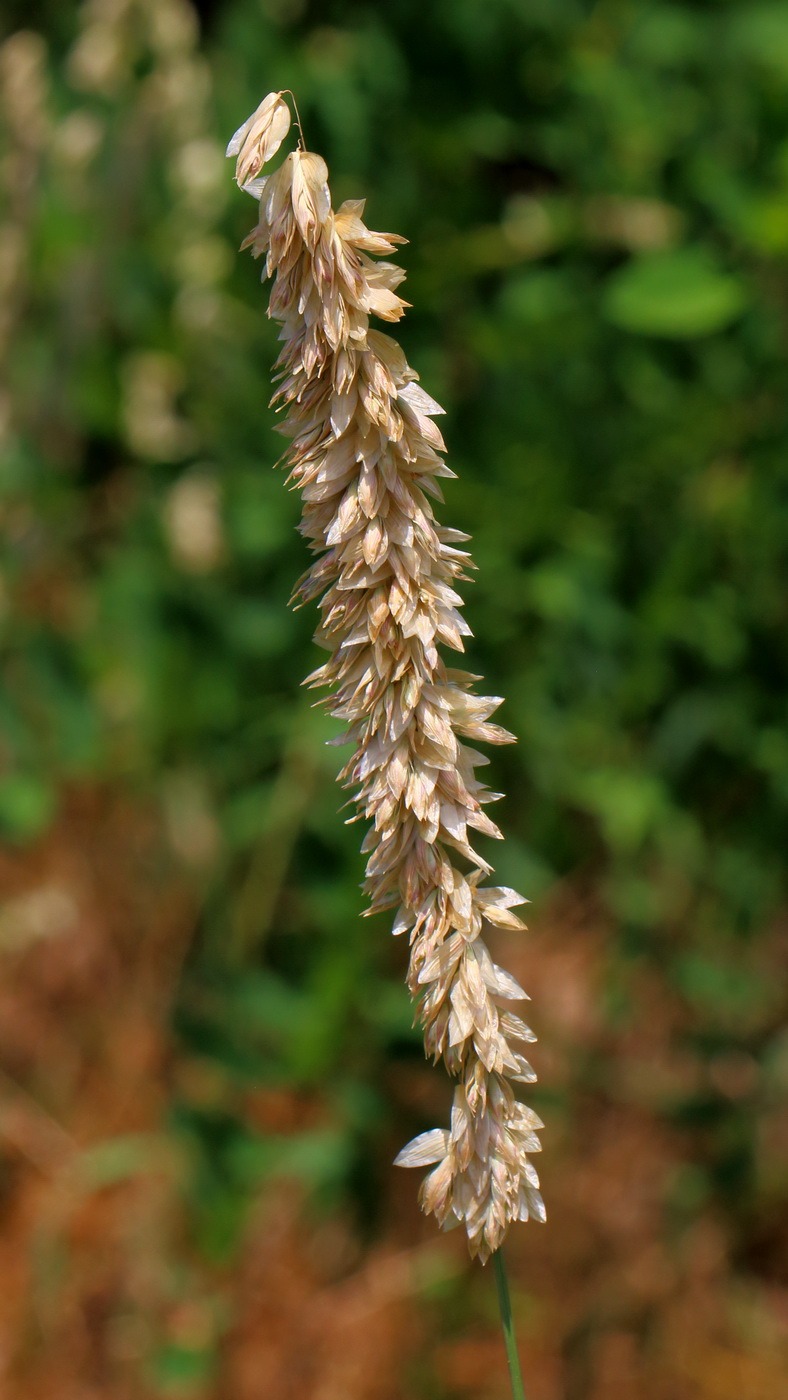 Image of Melica altissima specimen.