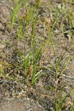 Carex arenaria