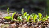 Veronica officinalis. Побег с соцветием. Ленинградская обл., Выборгский р-н, р. Вуокса, о. Тёмный, опушка соснового леса. 09.06.2019.