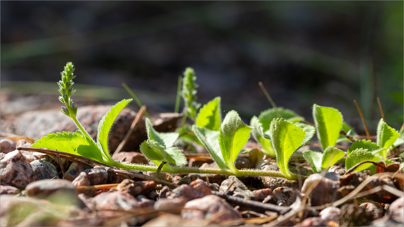 Изображение особи Veronica officinalis.