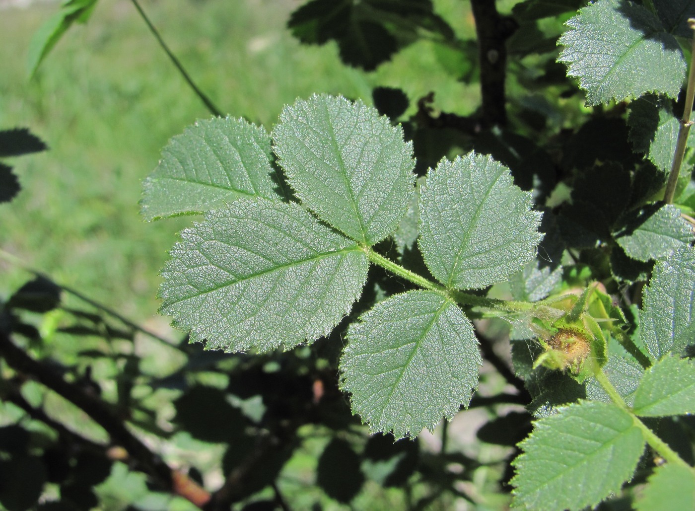 Image of Rosa pulverulenta specimen.