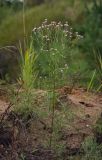 Erigeron uralensis