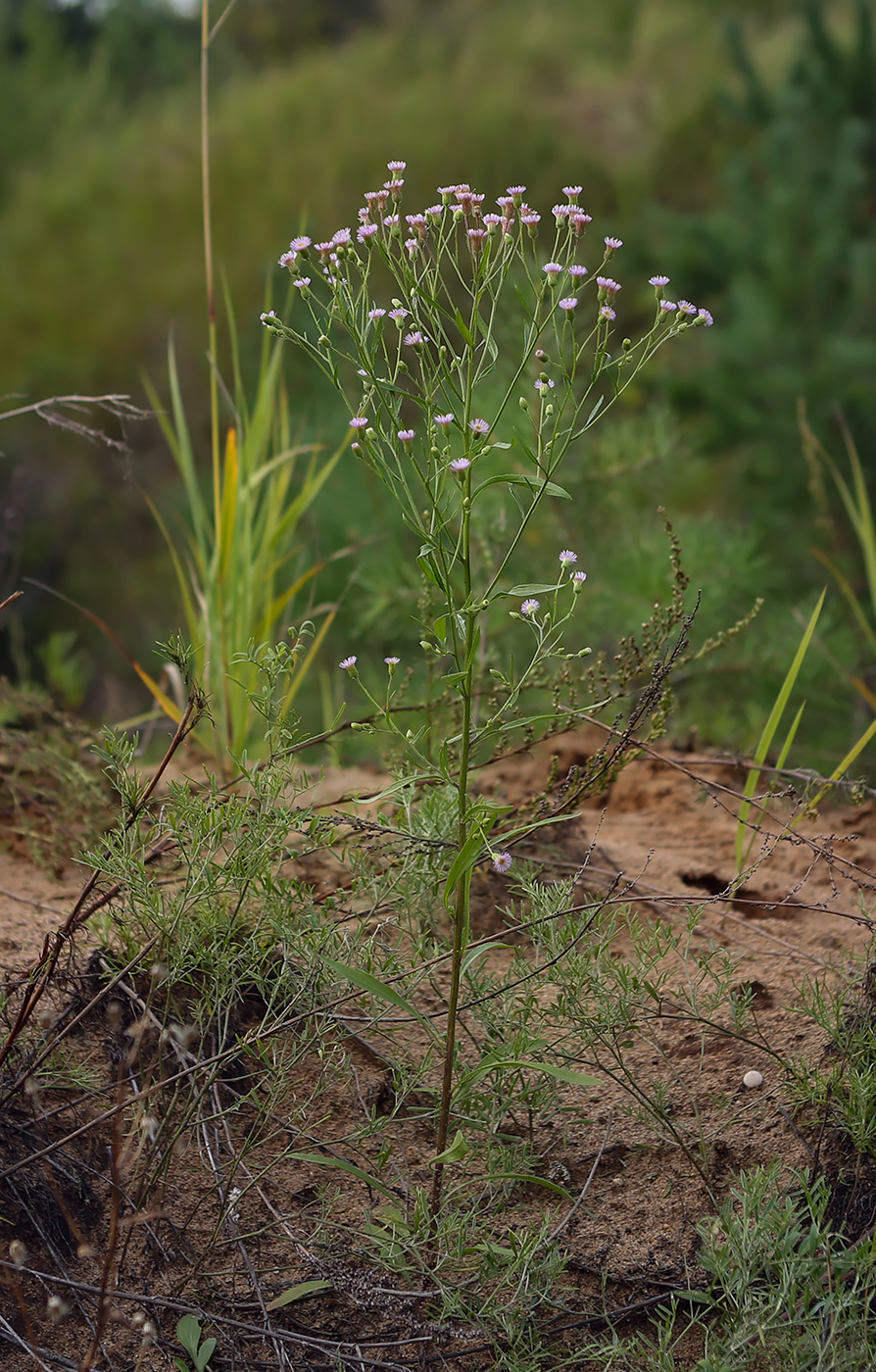 Изображение особи Erigeron uralensis.