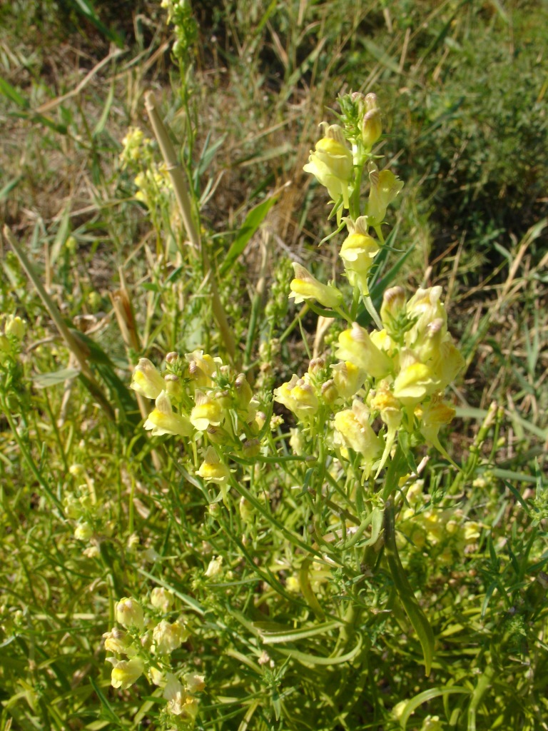 Image of genus Linaria specimen.