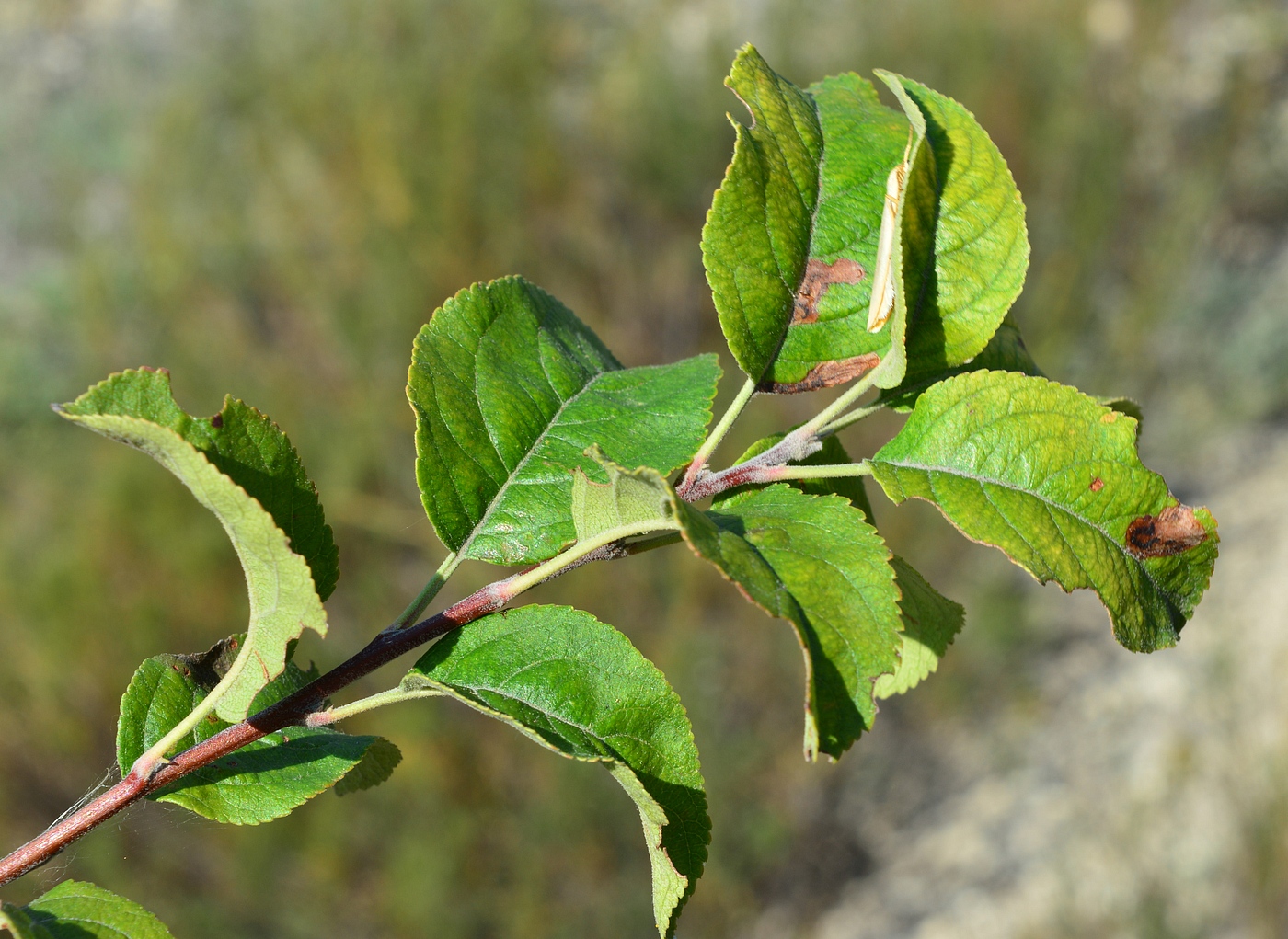 Изображение особи Malus praecox.