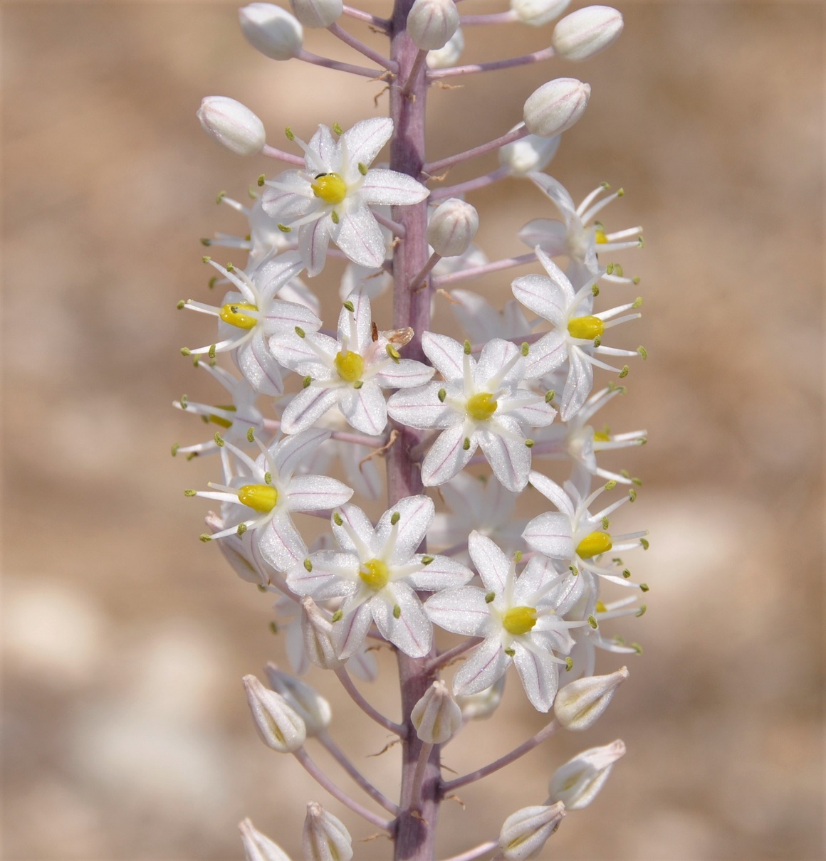 Image of Drimia aphylla specimen.