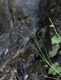 Juncus articulatus. Верхушка плодоносящего растения. Кабардино-Балкария, Эльбрусский р-н, окр. г. Тырныауз, ок. 1300 м н.у.м., скальный выход, сырое место. 05.07.2019.