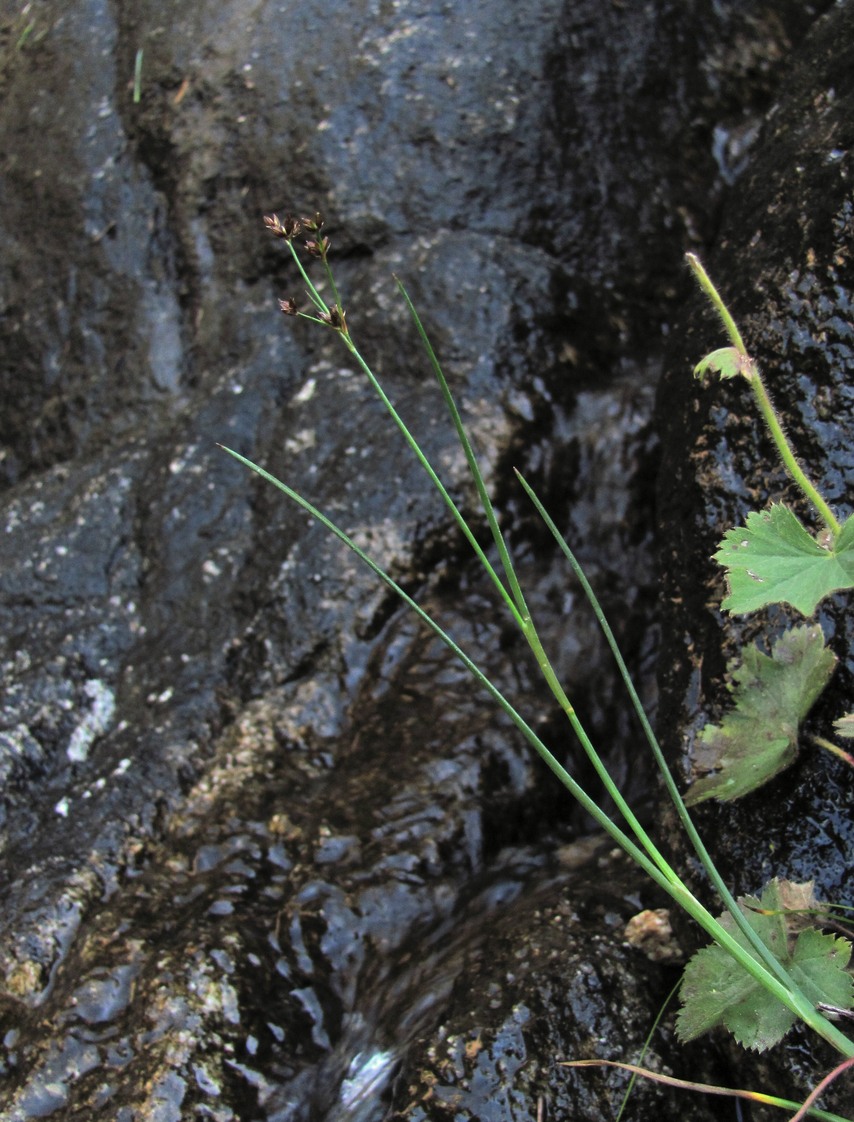 Image of Juncus articulatus specimen.