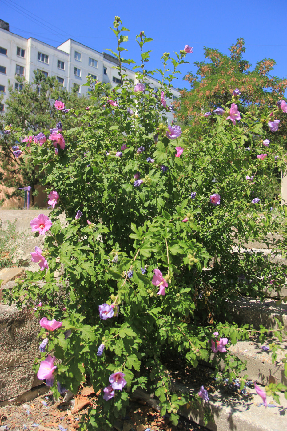 Image of Hibiscus syriacus specimen.