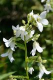 Gadellia lactiflora