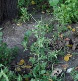 Sisymbrium officinale. Цветущее и плодоносящее растение. Иркутская обл., окр. Иркутска, газон, сорное. 20.09.2019.