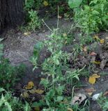 Sisymbrium officinale