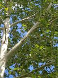 Populus × canescens
