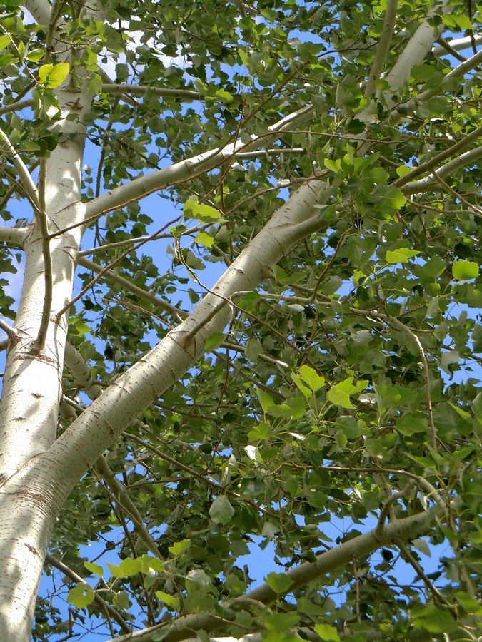 Image of Populus × canescens specimen.