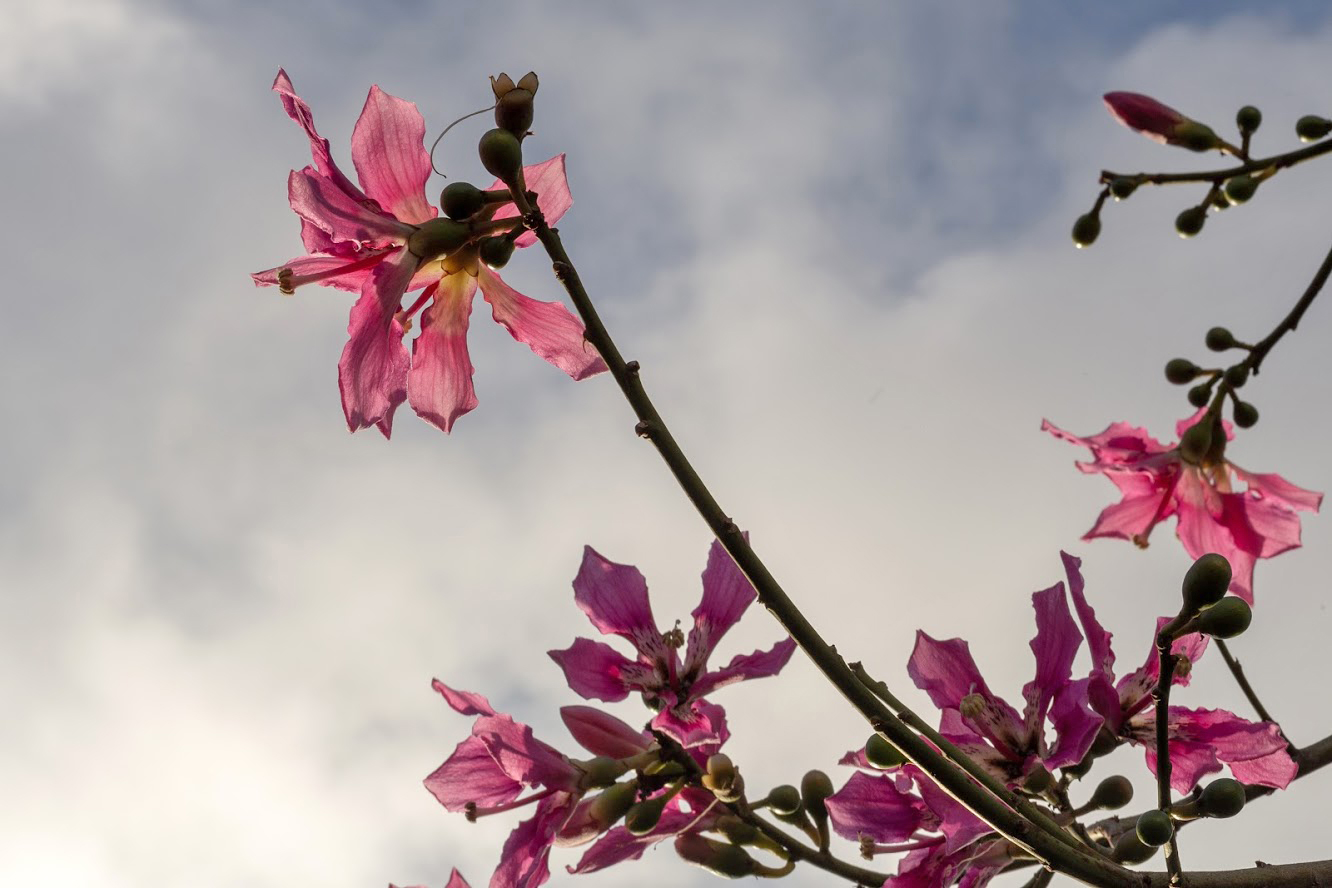 Изображение особи Ceiba speciosa.