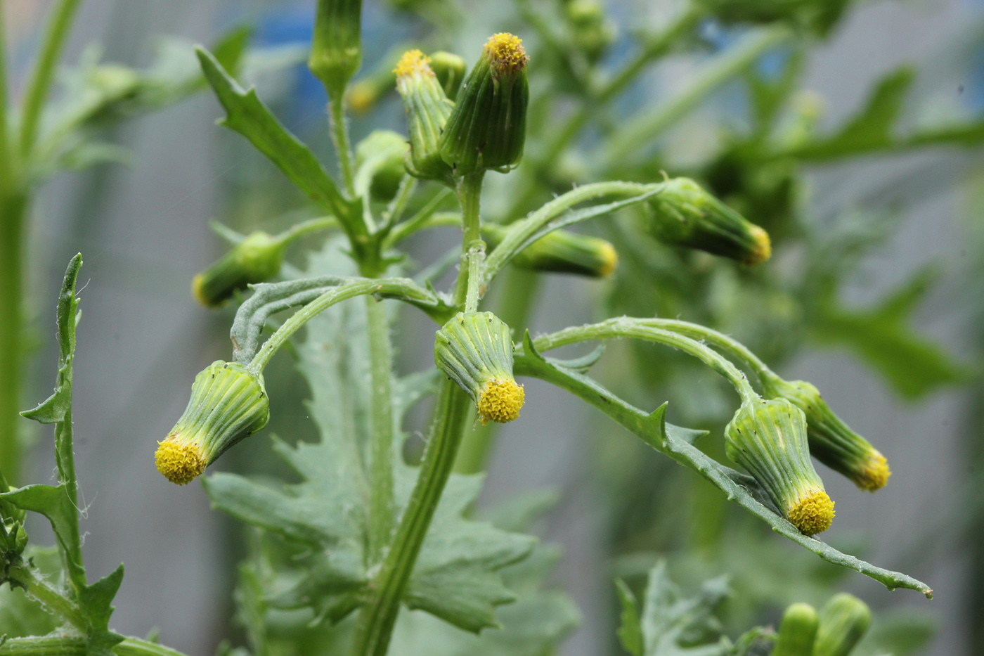 Изображение особи Senecio vulgaris.