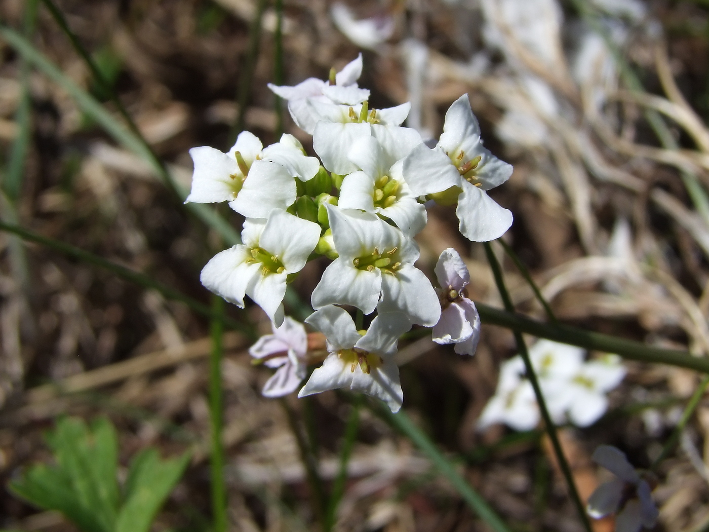 Изображение особи Arabidopsis gemmifera.