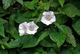 род Calystegia