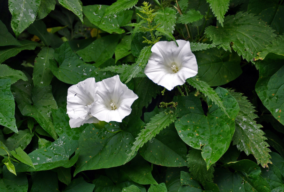 Изображение особи род Calystegia.