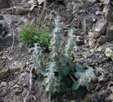 Phlomoides hypoviridis