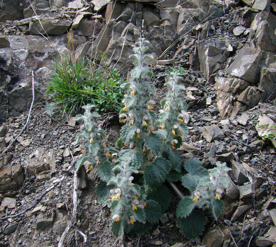 Image of Phlomoides hypoviridis specimen.