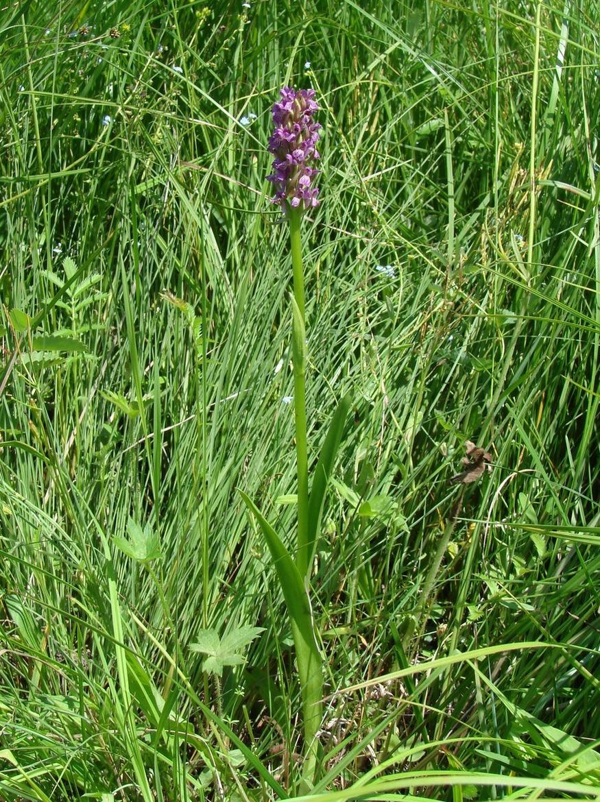 Изображение особи Dactylorhiza incarnata.