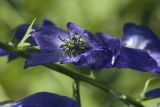 Aconitum fischeri