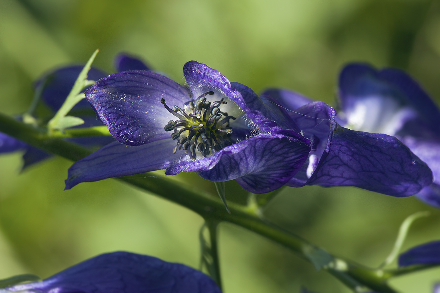 Изображение особи Aconitum fischeri.