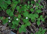 Stellaria bungeana