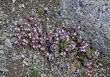 Androsace sajanensis