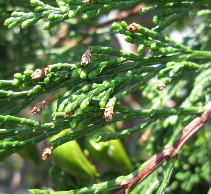 Изображение особи Calocedrus decurrens.