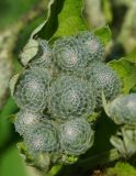 Arctium tomentosum