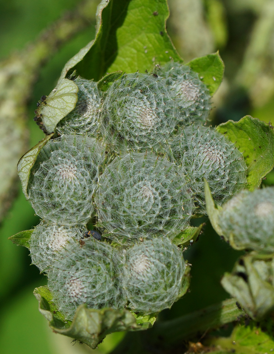 Изображение особи Arctium tomentosum.