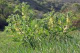 Astragalus sieversianus