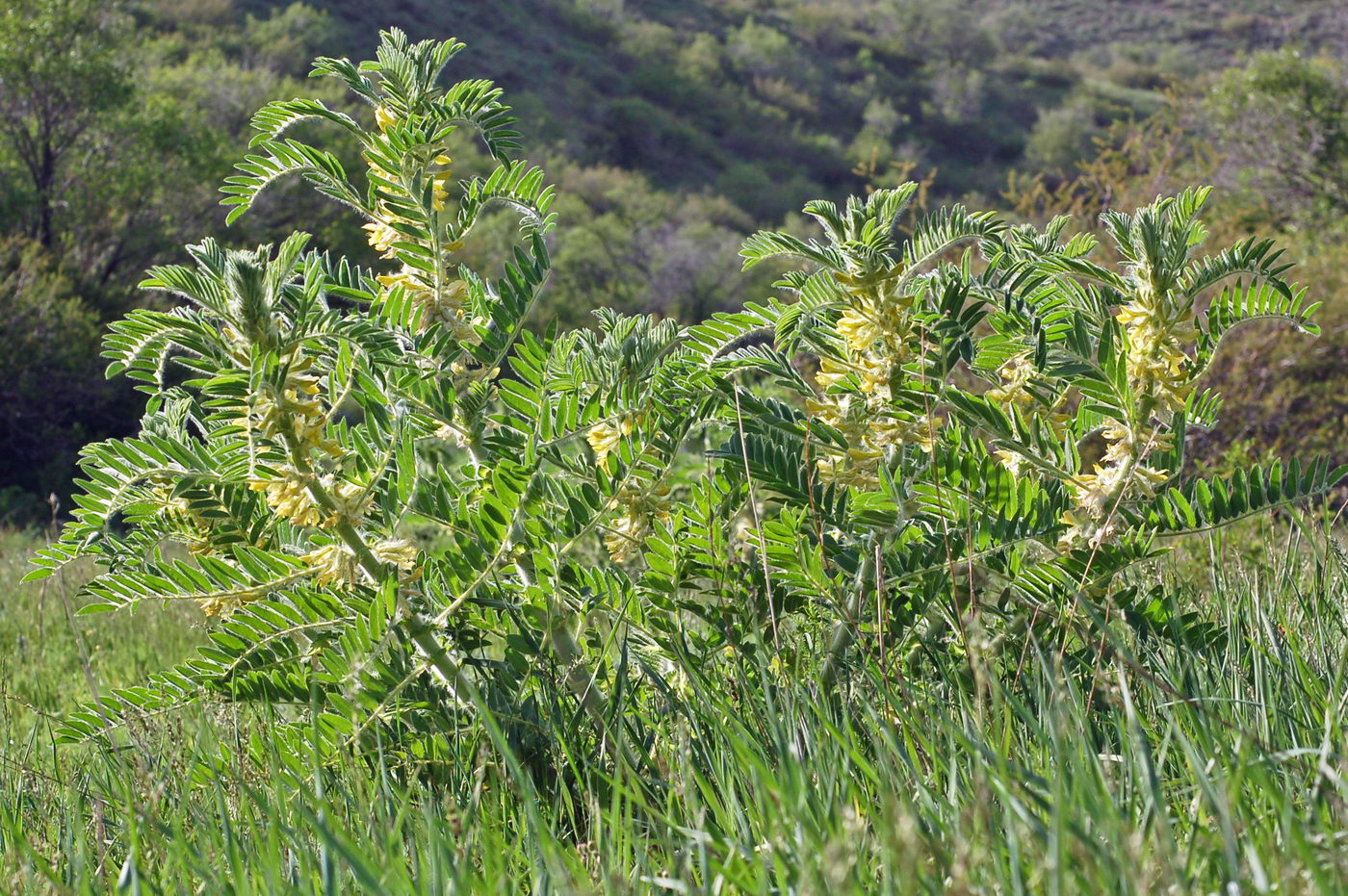 Изображение особи Astragalus sieversianus.