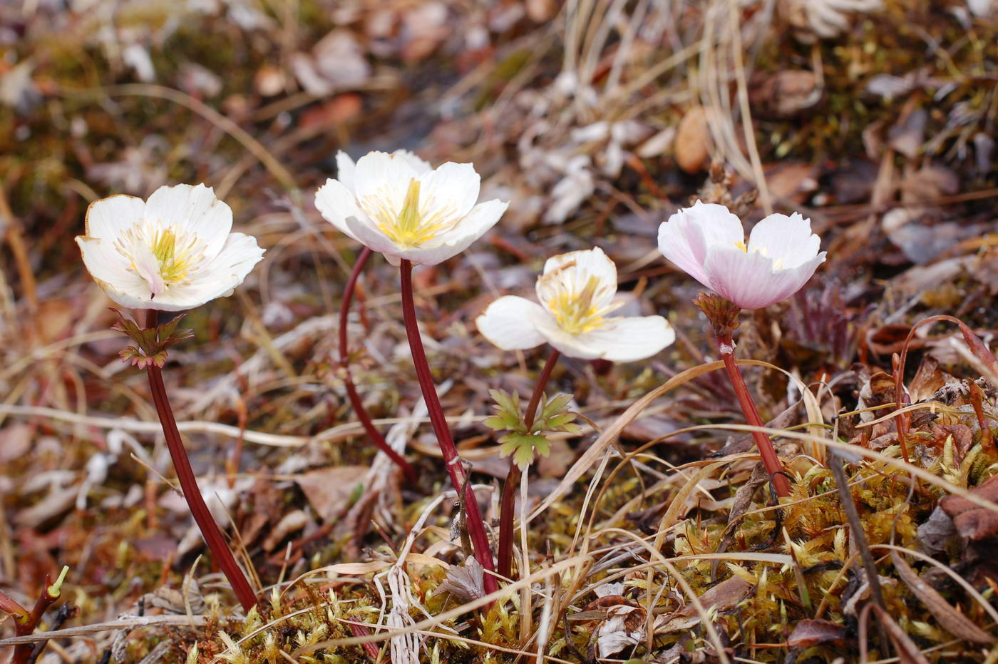 Image of Trollius chartosepalus specimen.