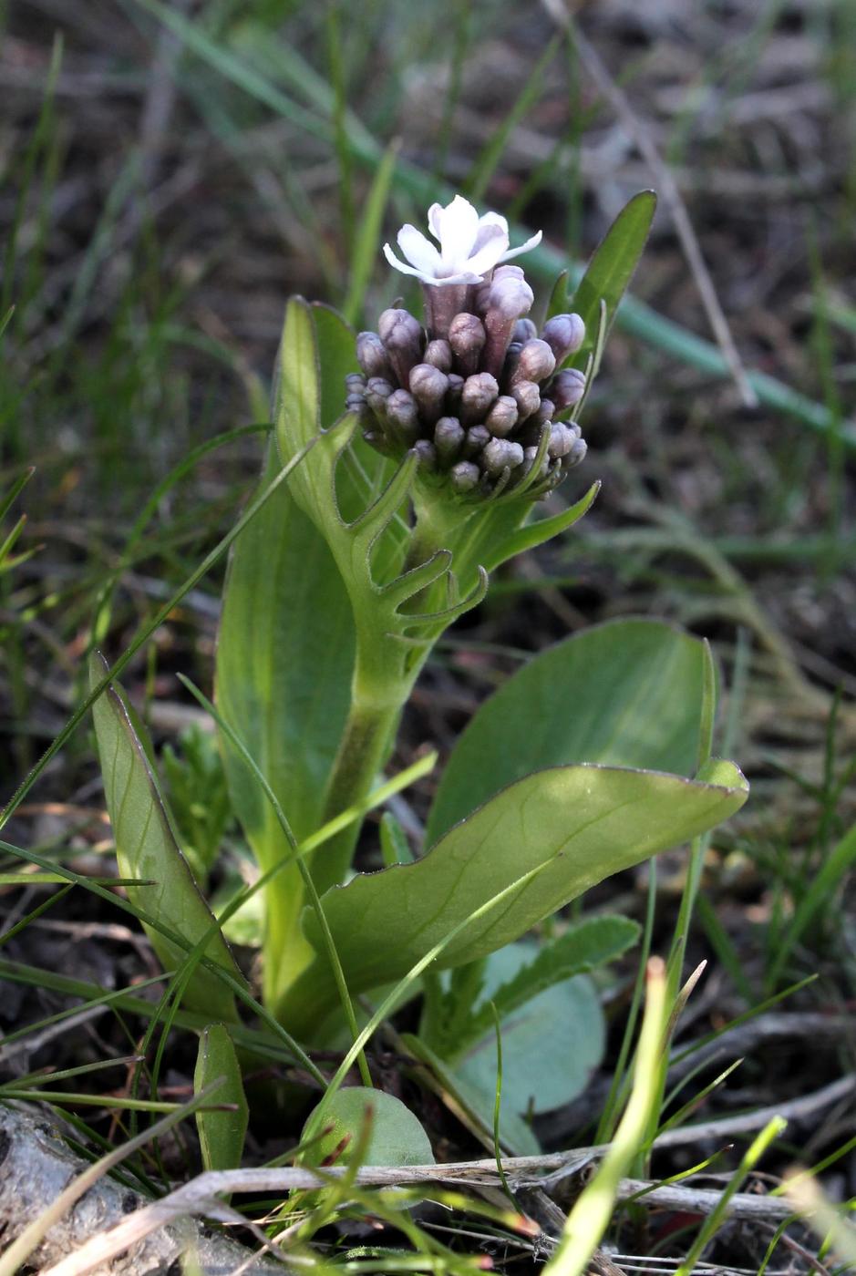 Изображение особи Valeriana chionophila.