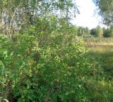 Syringa vulgaris. Вегетирующее растение. Тверская обл., Весьегонский р-н, хут. Спас-Реня, бывший палисадник, реликт культуры. 26 августа 2018 г.