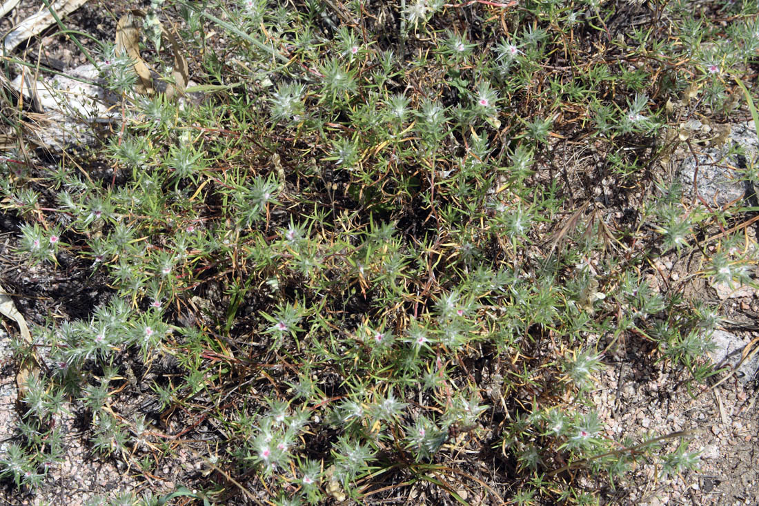 Image of Polygonum paronychioides specimen.