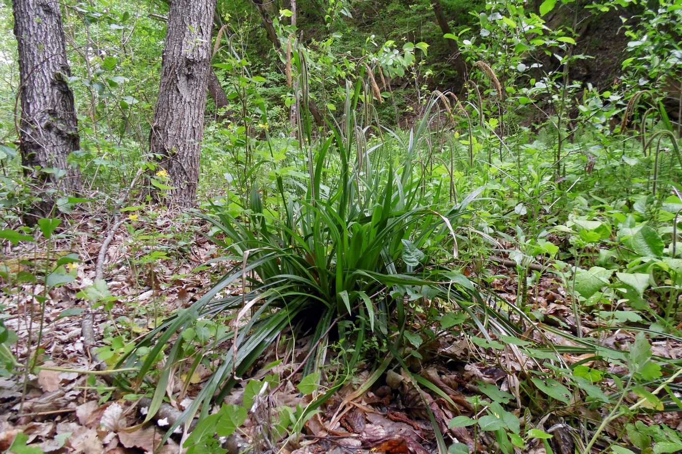 Image of Carex pendula specimen.