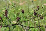 Clematis fusca